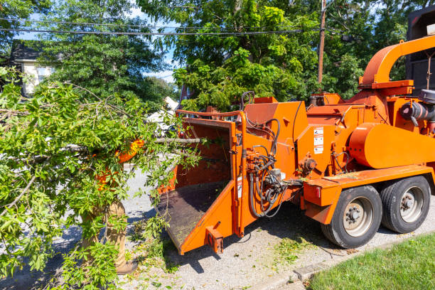 Best Tree Stump Removal  in Kremmling, CO